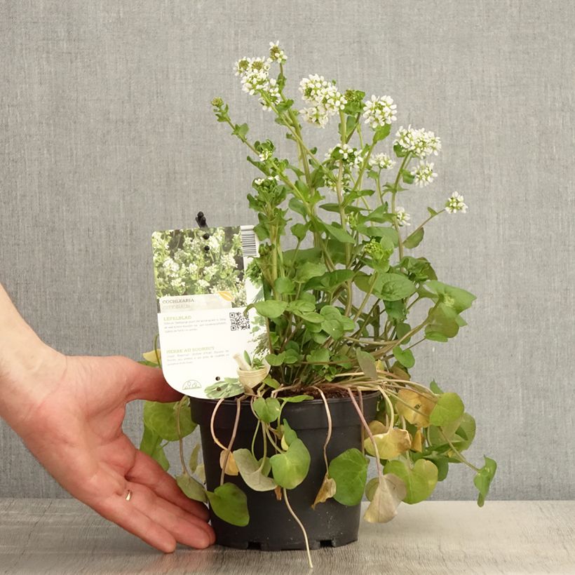 Exemplar von Echtes Löffelkraut - Cochlearia officinalis Topf mit 1,5L/2L wie im Frühjahr geliefert
