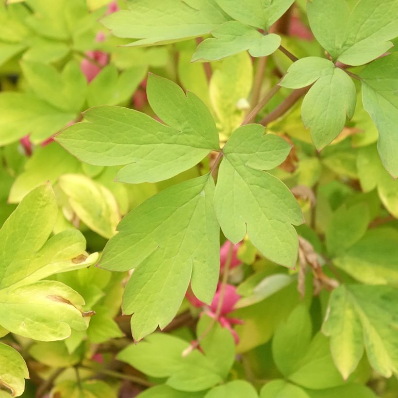 Dicentra spectabilis Yellow Leaf - Tränendes Herz (Laub)