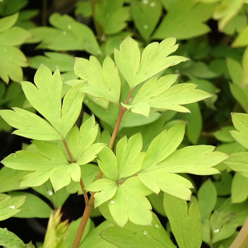 Dicentra spectabilis Yellow Leaf - Tränendes Herz (Laub)