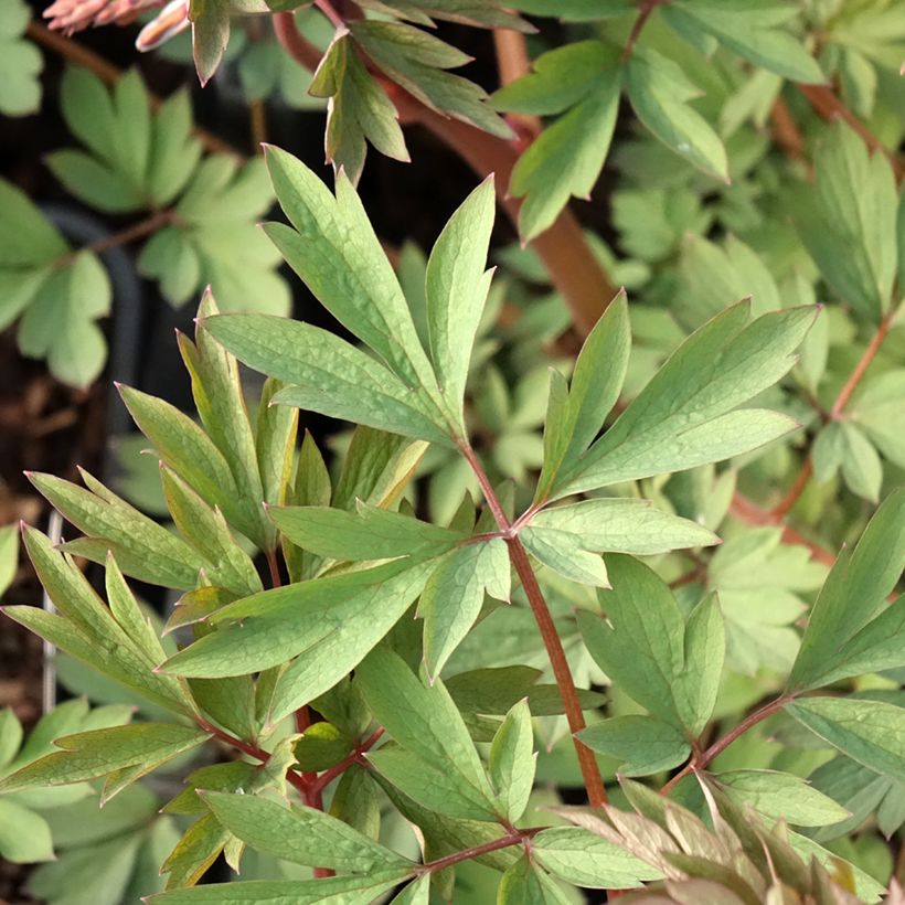Dicentra spectabilis Valentine - Tränendes Herz (Laub)