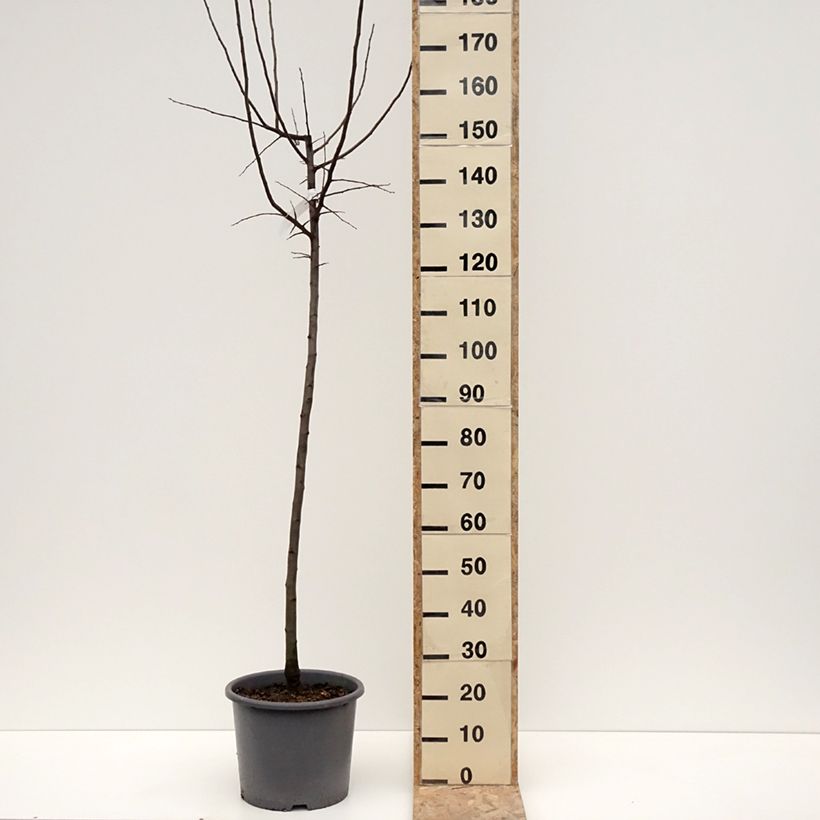 Exemplar von Quitte Aromatnaya - Cydonia oblonga Topf mit 12L/15L wie im Winter geliefert