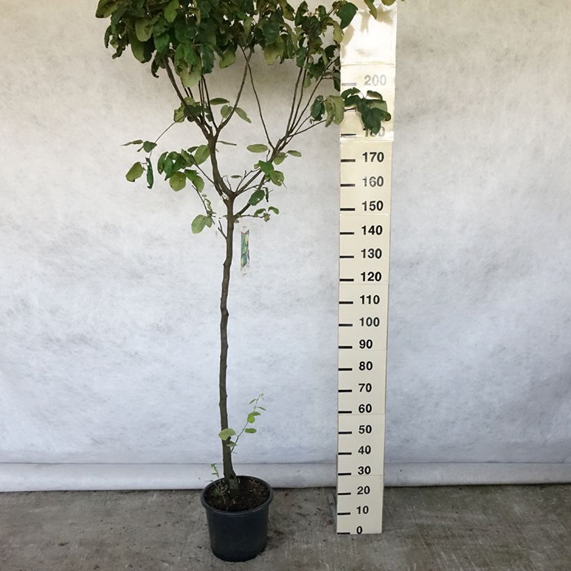 Exemplar von Quitte Champion - Cydonia oblonga Topf mit 12L/15L, Halbstamm wie im Sommer geliefert