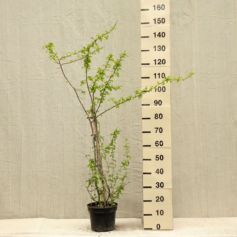 Exemplar von Zierquitte Cameo - Chaenomeles superba Topf mit 3L/4LGelieferte Höhe ca. 30/40cm wie im Sommer geliefert