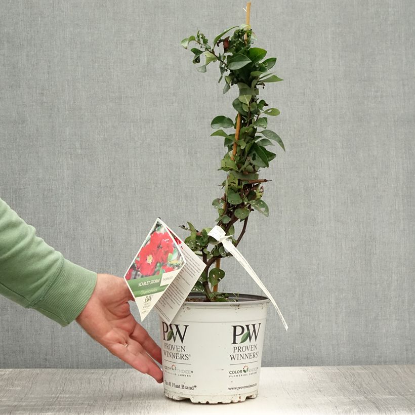 Exemplar von Zierquitte Scarlet Storm - Chaenomeles speciosa Topf mit 3L/4L wie im Sommer geliefert