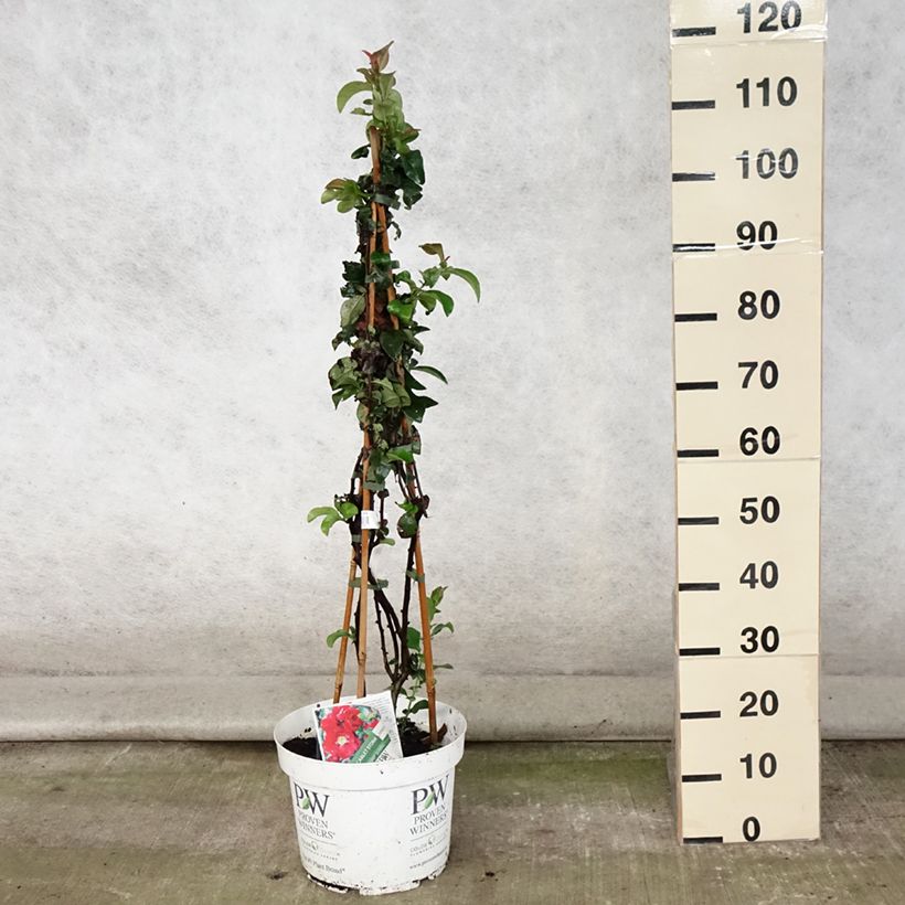 Exemplar von Zierquitte Scarlet Storm - Chaenomeles speciosa Topf mit 7,5L/10L wie im Sommer geliefert