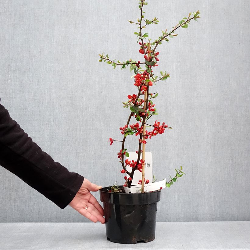 Exemplar von Zierquitte Elly Mossel - Chaenomeles superba Topf mit 2L/3LGelieferte Höhe ca. 40/50cm wie im Frühjahr geliefert