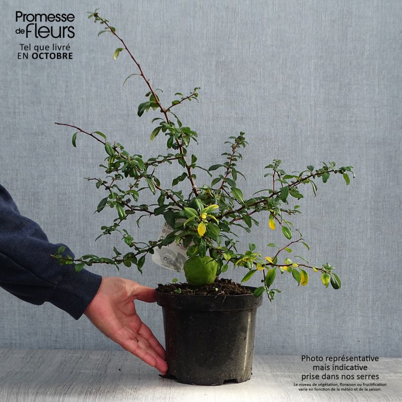 Exemplar von Zierquitte Hollandia - Chaenomeles superba Topf mit 2L/3L wie im Herbst geliefert