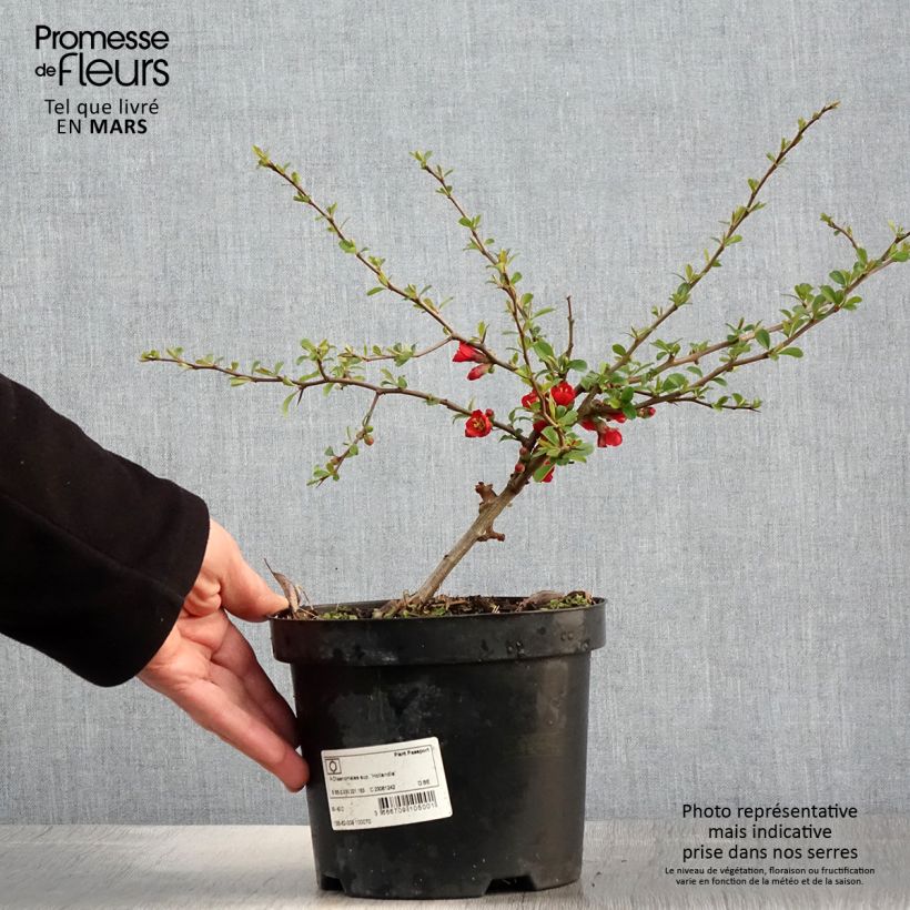 Exemplar von Zierquitte Hollandia - Chaenomeles superba Topf mit 2L/3L wie im Frühjahr geliefert