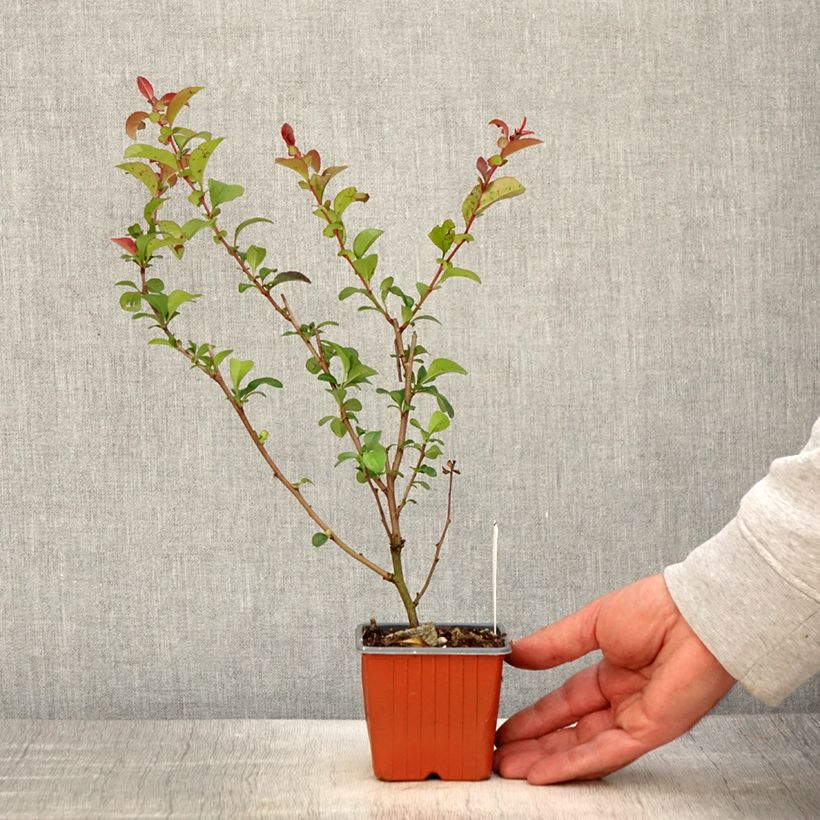 Exemplar von Zierquitte Salmon Horizon - Chaenomeles superba Kleine Töpfe von 8/9 cm wie im Frühjahr geliefert