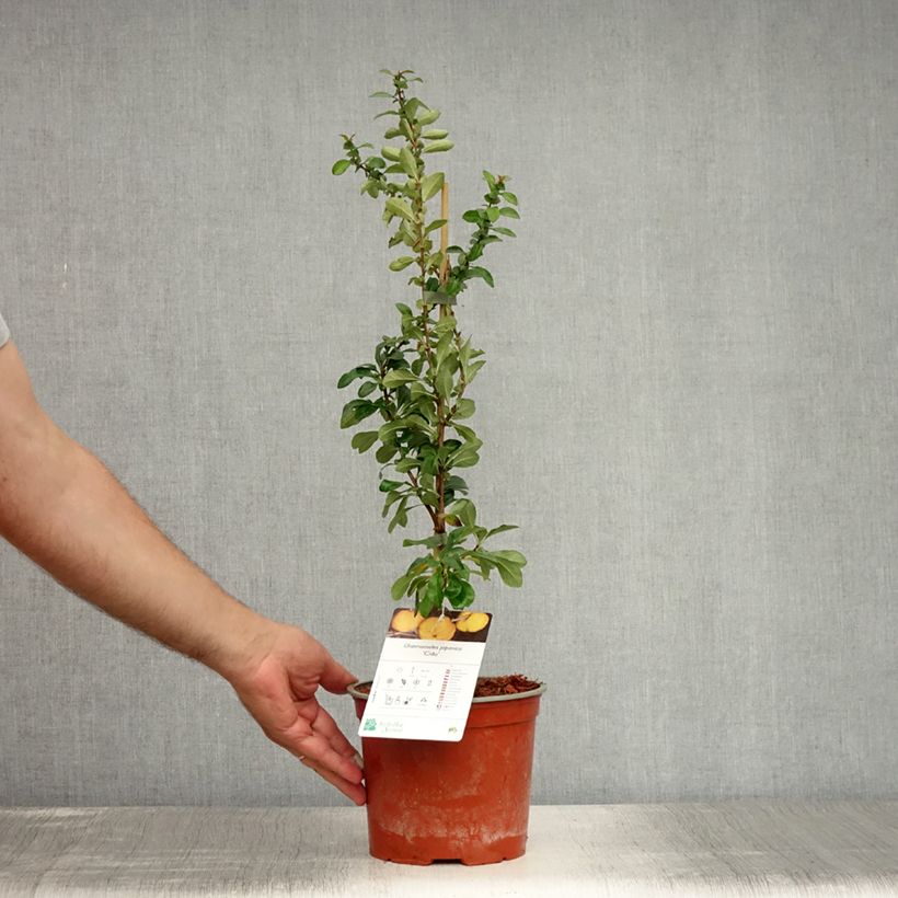 Exemplar von Japanische Zierquitte Cido - Chaenomeles japonica Topf mit 2L/3L wie im Sommer geliefert