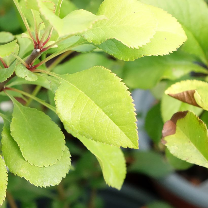 Japanische Zierquitte Cido - Chaenomeles japonica (Laub)
