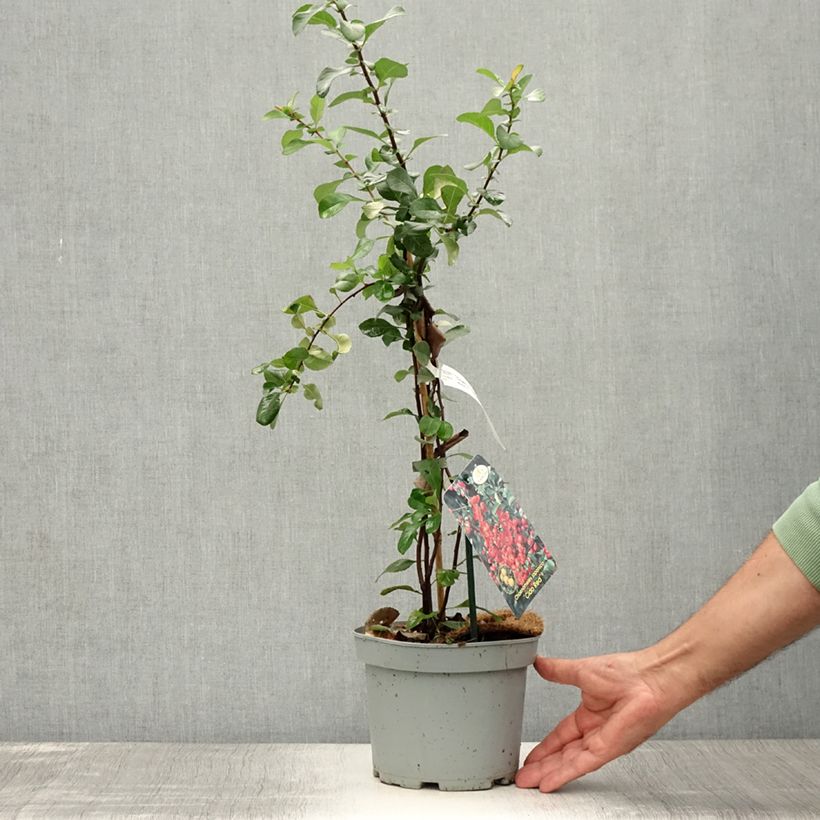Exemplar von Japanische Zierquitte Cido Red - Chaenomeles japonica Topf mit 2L/3L, Strauch/Busch, mehrstämmig wie im Sommer geliefert
