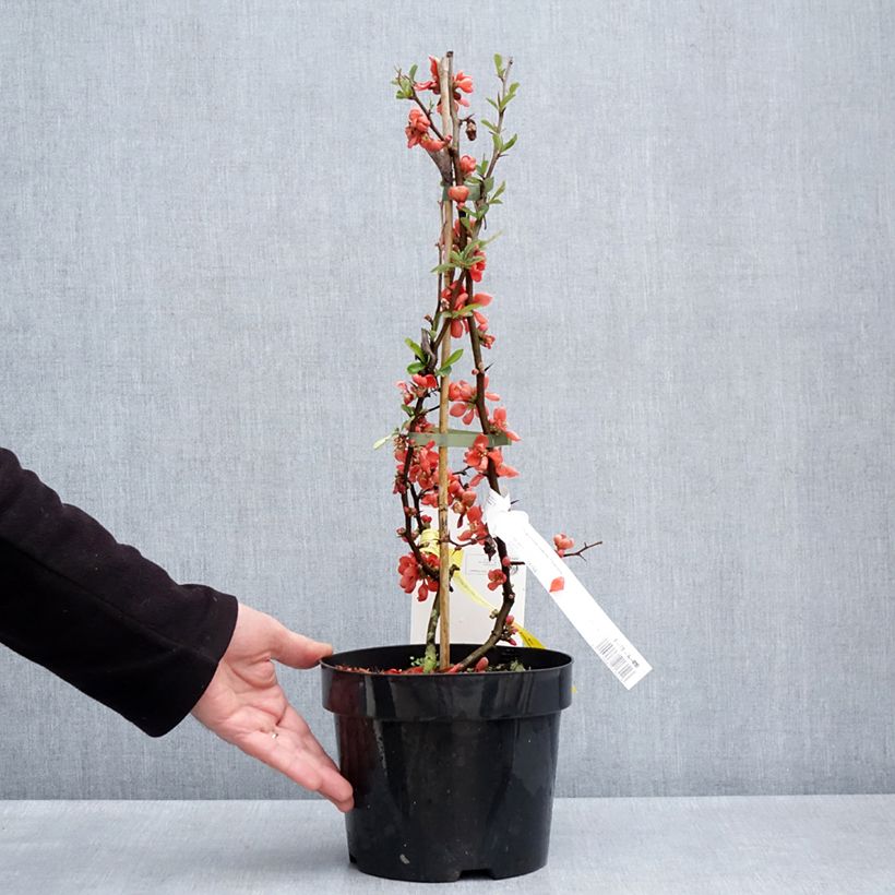 Exemplar von Zierquitte Clementine - Chaenomeles superba Topf mit 3L/4LGelieferte Höhe ca. 40/50cm wie im Frühjahr geliefert