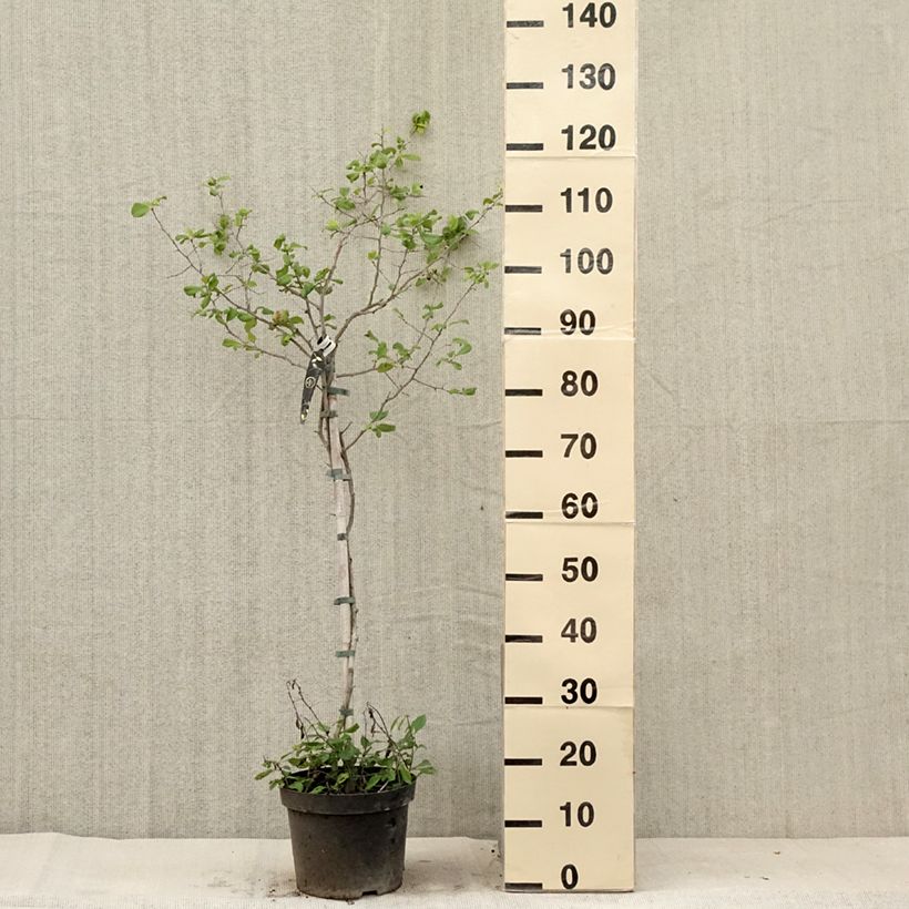 Exemplar von Zierquitte Crimson and Gold - Chaenomeles superba Topf mit 4L/5L wie im Sommer geliefert