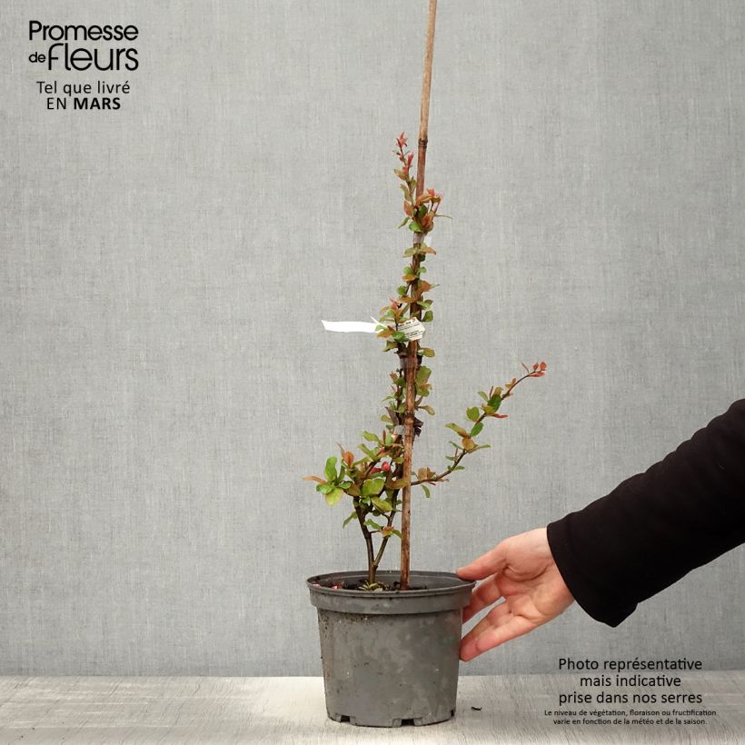 Exemplar von Zierquitte Falconnet Charlet - Chaenomeles speciosa Topf mit 2L/3LGelieferte Höhe ca. 30/40cm wie im Frühjahr geliefert