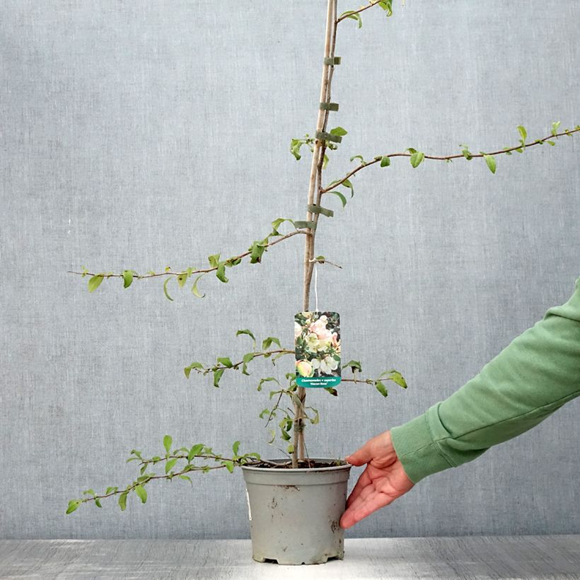 Exemplar von Zierquitte Flocon Rose - Chaenomeles speciosa Topf mit 3L/4L wie im Sommer geliefert