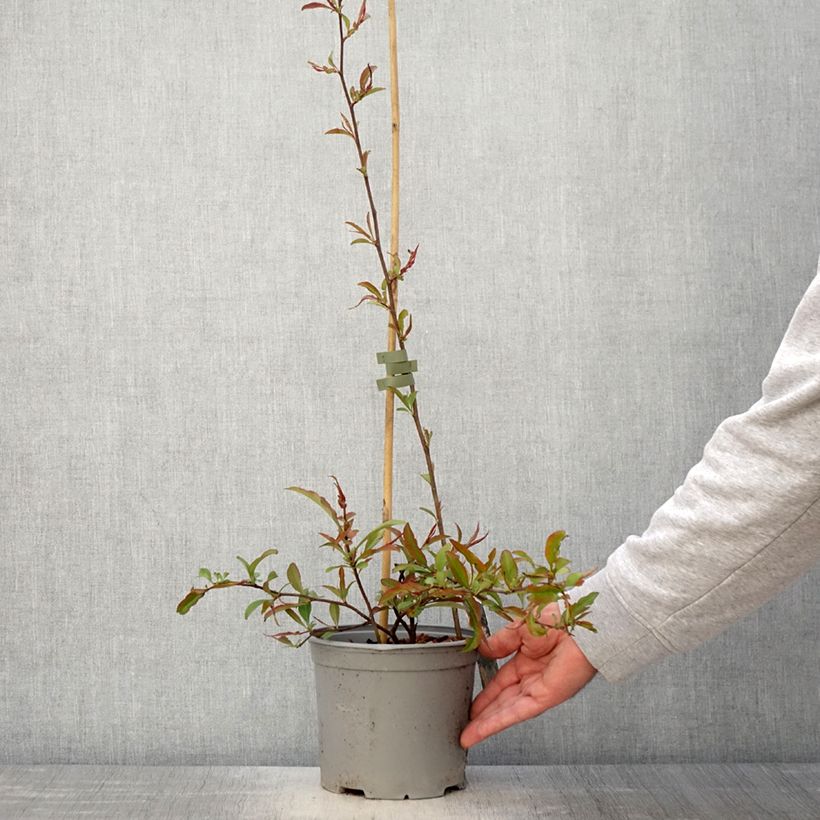 Exemplar von Zierquitte Flocon Rose - Chaenomeles speciosa Topf mit 3L/4LGelieferte Höhe ca. 40/60cm wie im Frühjahr geliefert