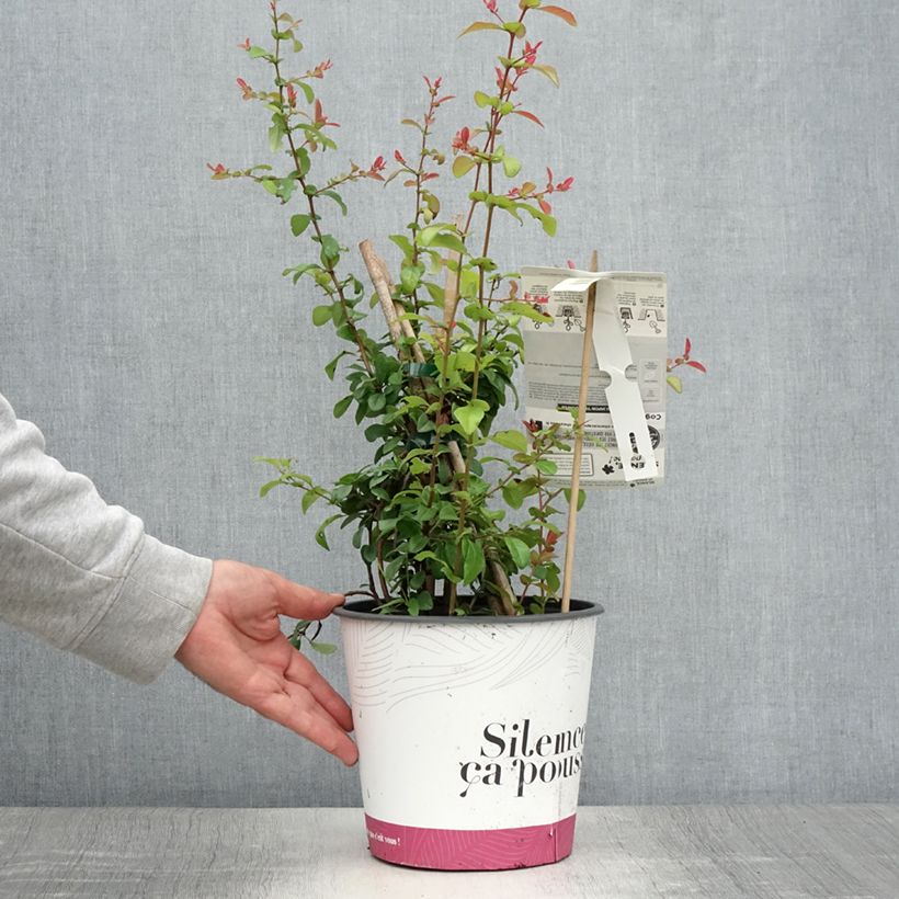 Exemplar von Zierquitte Friesdorfer - Chaenomeles speciosa Topf mit 3L/4L wie im Sommer geliefert