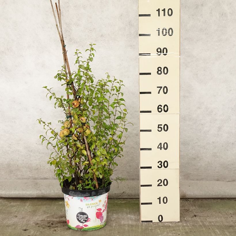 Exemplar von Zierquitte Friesdorfer - Chaenomeles speciosa Topf mit 7,5L/10L wie im Sommer geliefert