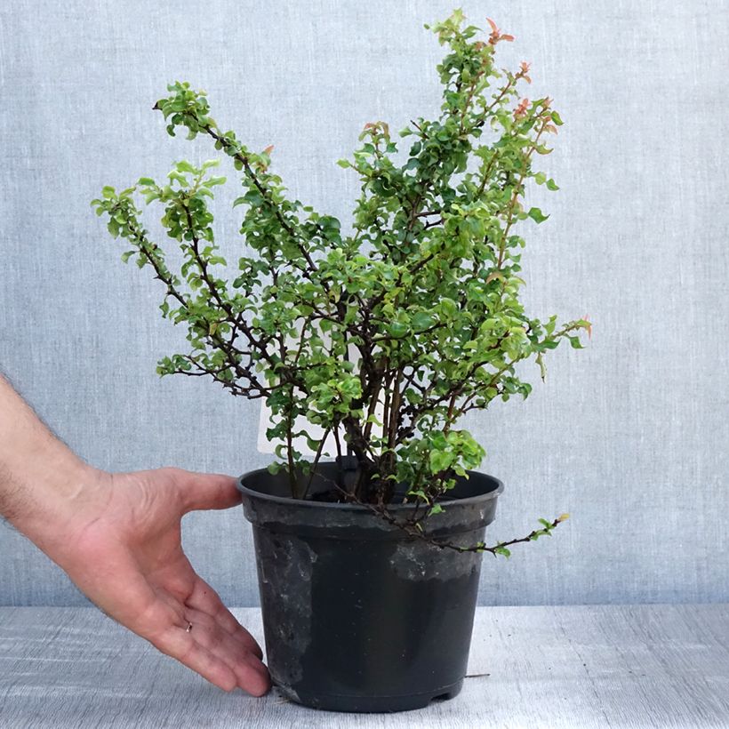 Exemplar von Zierquitte Red Joy - Chaenomeles superba Topf mit 2L/3L wie im Sommer geliefert