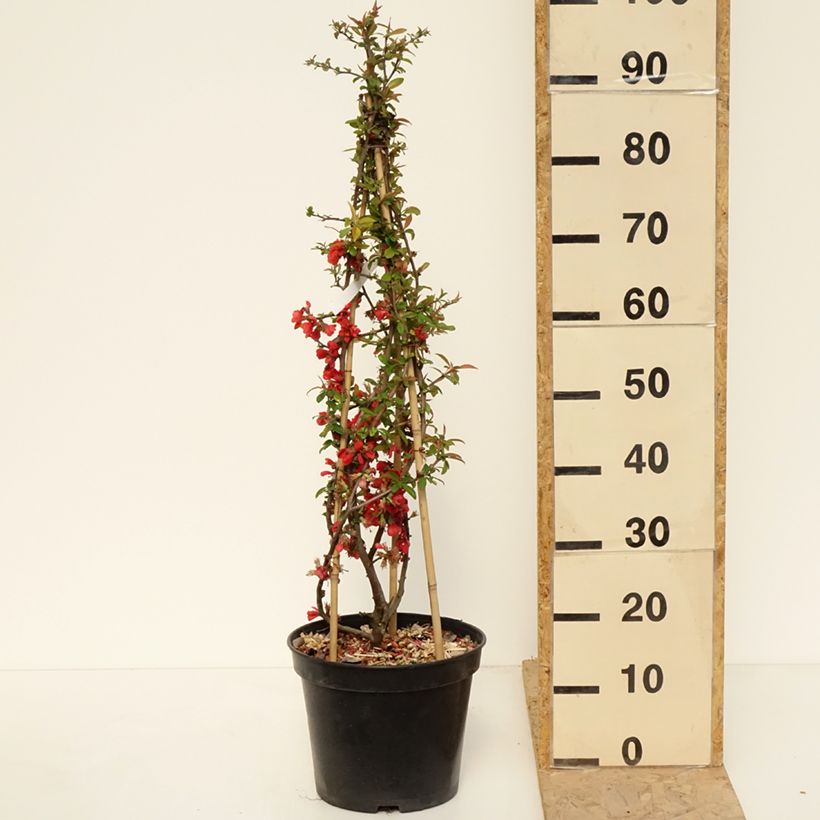 Exemplar von Zierquitte Rubra - Chaenomeles speciosa Topf mit 7,5L/10LGelieferte Höhe ca. 120/130cm wie im Frühjahr geliefert