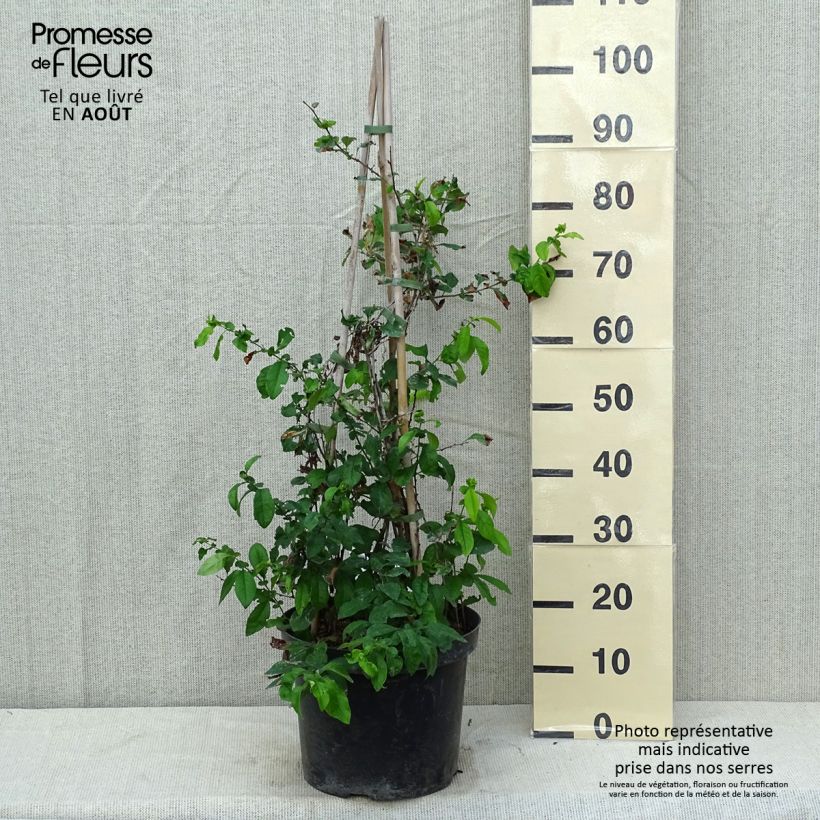 Exemplar von Zierquitte Yukigoten - Chaenomeles speciosa Topf mit 7,5L/10L wie im Sommer geliefert