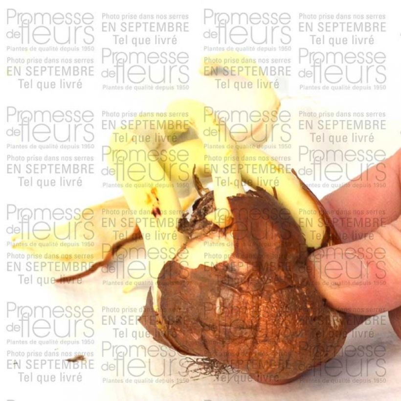 Beispiel eines Exemplars von Colchicum autumnale Major - Herbst-Zeitlose Zwiebel Kaliber/Größe 20+ wie geliefert