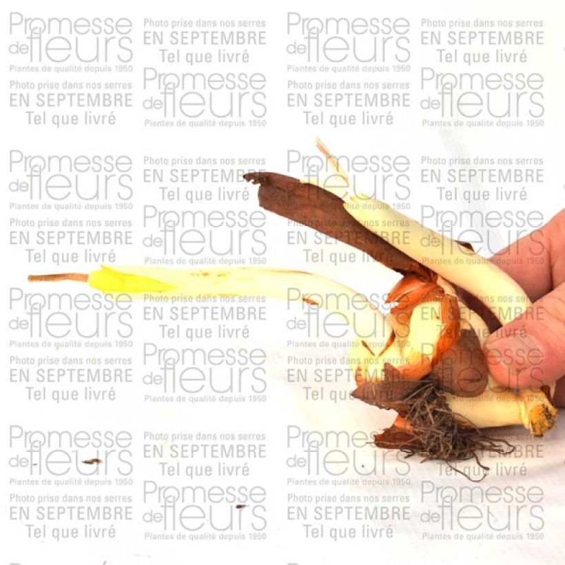 Beispiel eines Exemplars von Colchicum cilicicum - Zilizische Zeitlose Zwiebel Kaliber/Größe 20+ wie geliefert
