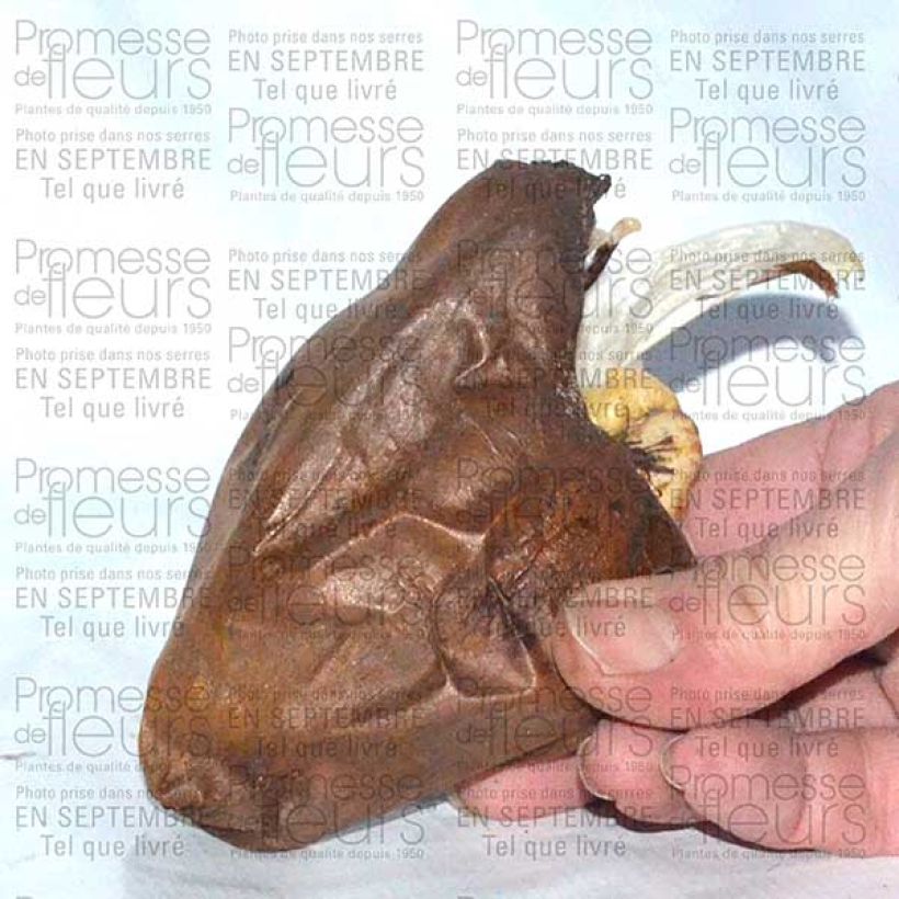 Beispiel eines Exemplars von Colchicum speciosum Album - Kaukasus-Herbstzeitlose Zwiebel Kaliber/Größe 14+ wie geliefert