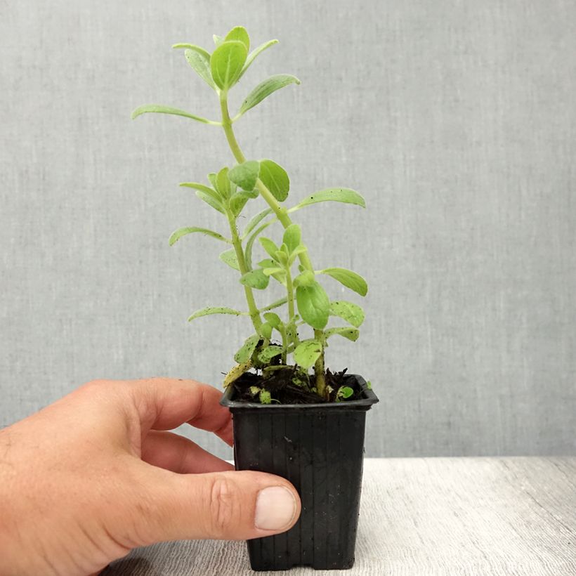 Exemplar von Verpiss-Dich-Pflanze - Plectranthus caninus Kleine Töpfe von 7/8 cm wie im Sommer geliefert