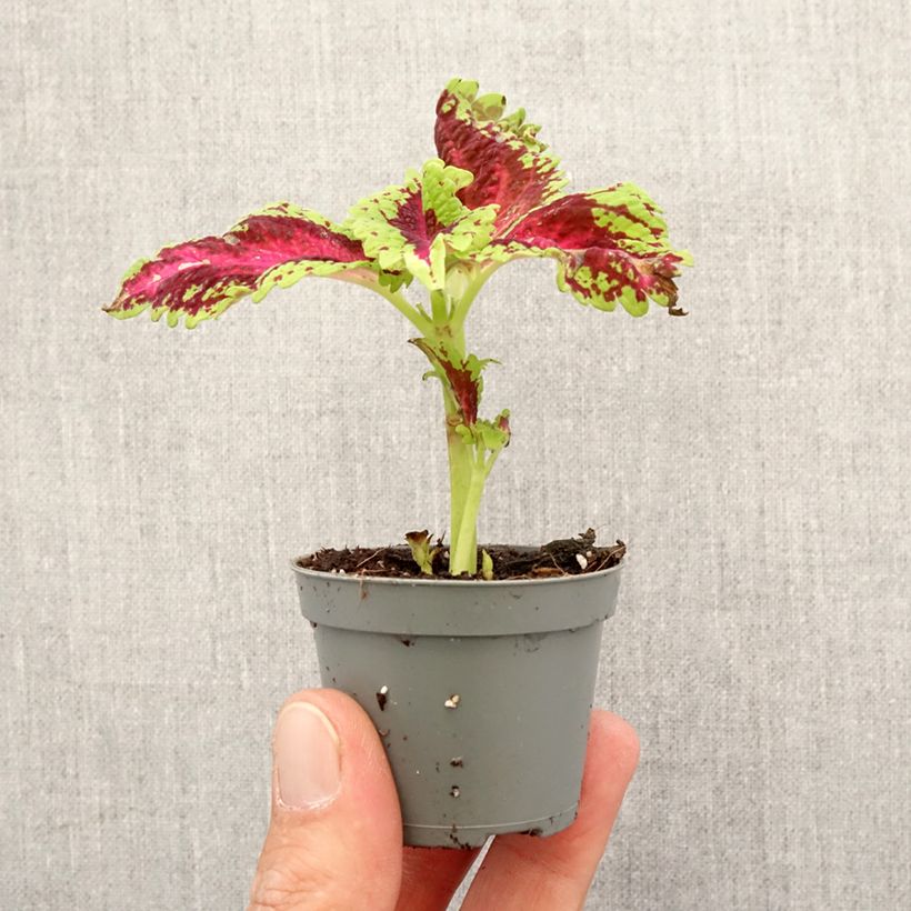 Exemplar von Coleus Le Freak - Buntnessel Mini-plante wie im Frühjahr geliefert