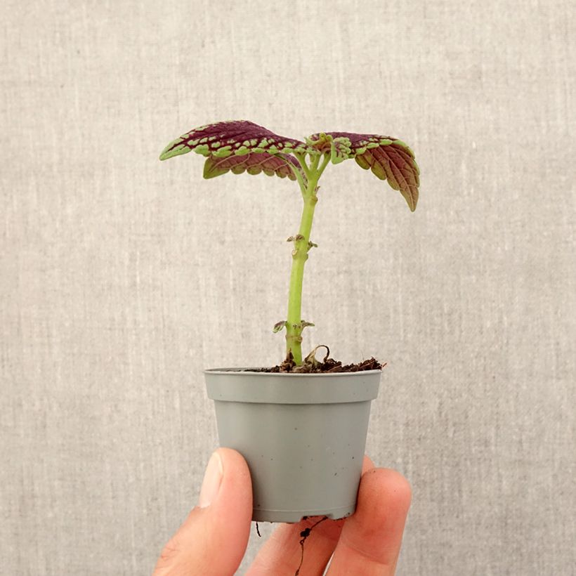 Exemplar von Coleus MS Abbey Road - Buntnessel Mini-plante wie im Frühjahr geliefert