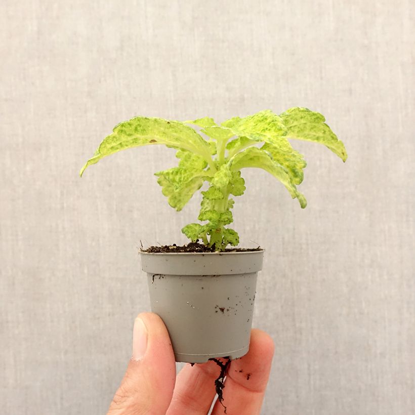 Exemplar von Coleus MS River Walk - Buntnessel Mini-plante wie im Frühjahr geliefert
