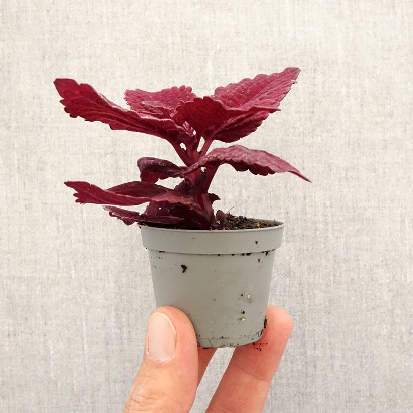 Exemplar von Coleus MS Second Street - Buntnessel Mini-plante wie im Frühjahr geliefert