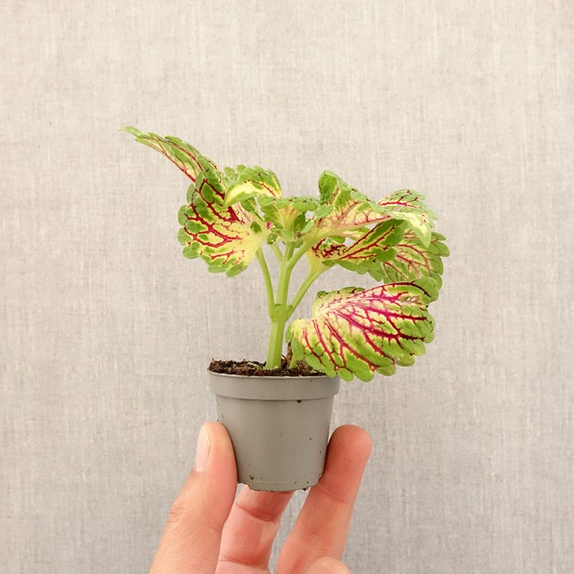 Exemplar von Coleus Spacecake Mini-plante wie im Frühjahr geliefert