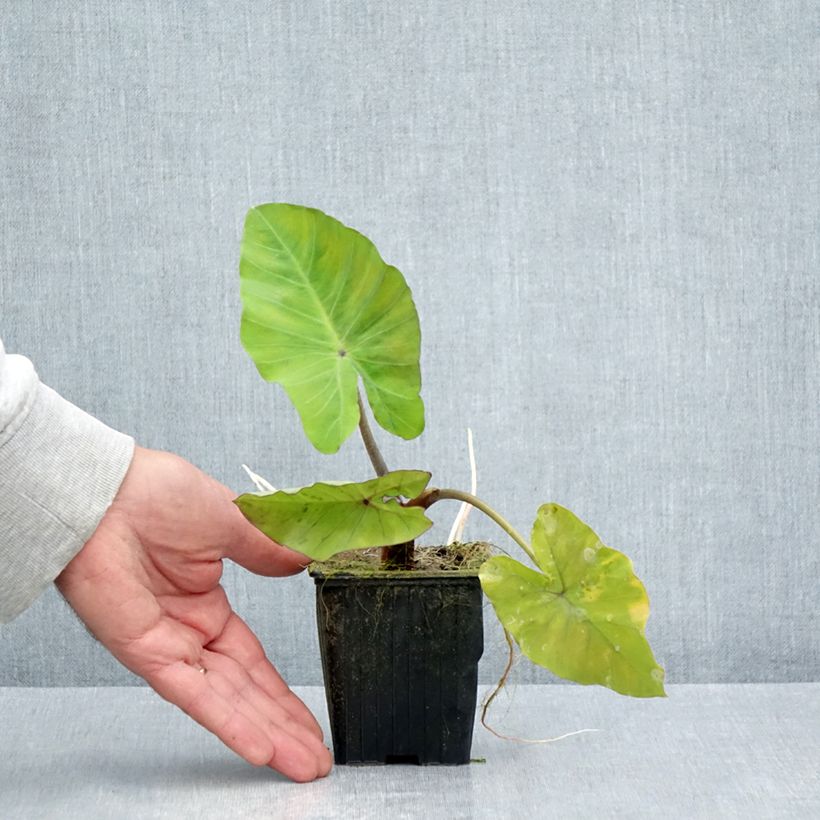 Exemplar von Colocasia esculenta var. fontanesii Black Stem - Taro Kleine Töpfe von 8/9 cm wie im Sommer geliefert