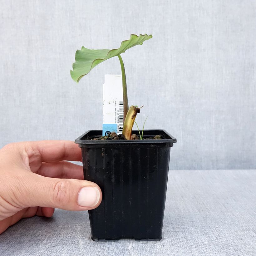 Exemplar von Colocasia esculenta var. fontanesii Black Stem - Taro Kleine Töpfe von 8/9 cm wie im Frühjahr geliefert