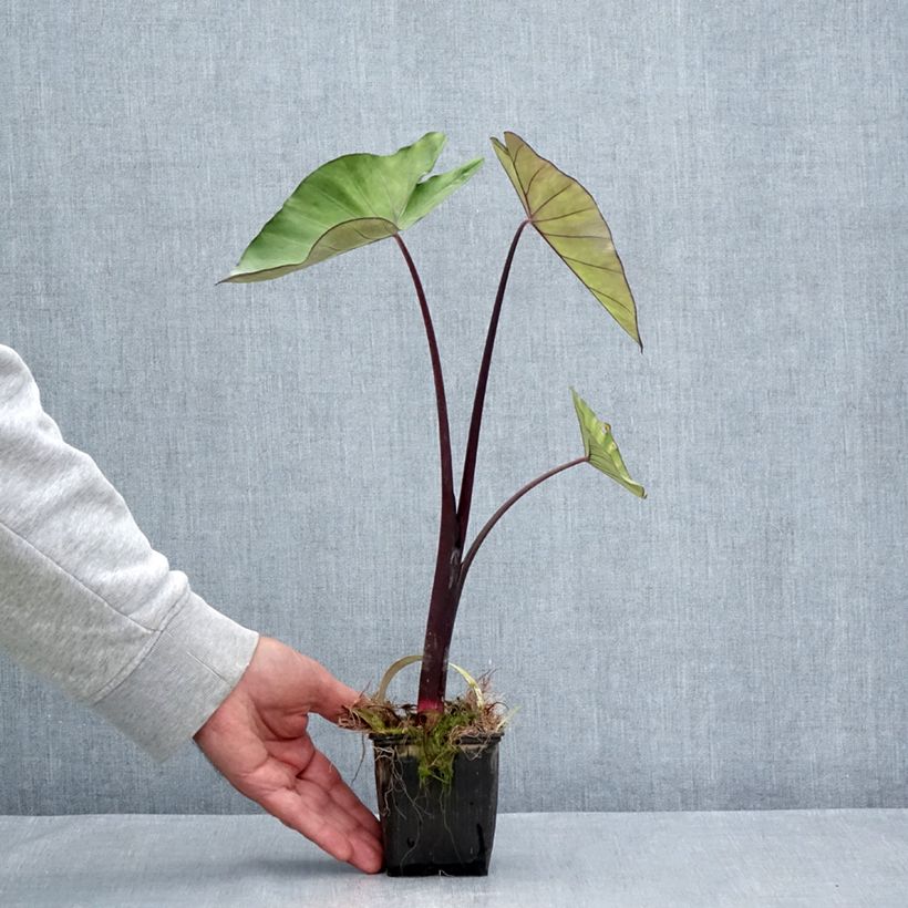 Exemplar von Colocasia esculenta Fontanesii - Taro Kleine Töpfe von 8/9 cm wie im Sommer geliefert