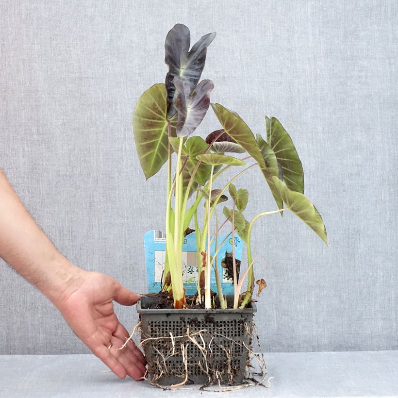 Exemplar von Colocasia esculenta - Taro Topf mit 4L/5L wie im Sommer geliefert