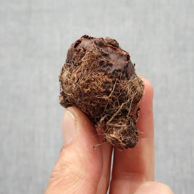 Exemplar von Colocasia Hawaiian Punch - Taro Zwiebel Kaliber/Größe I wie im Frühjahr geliefert