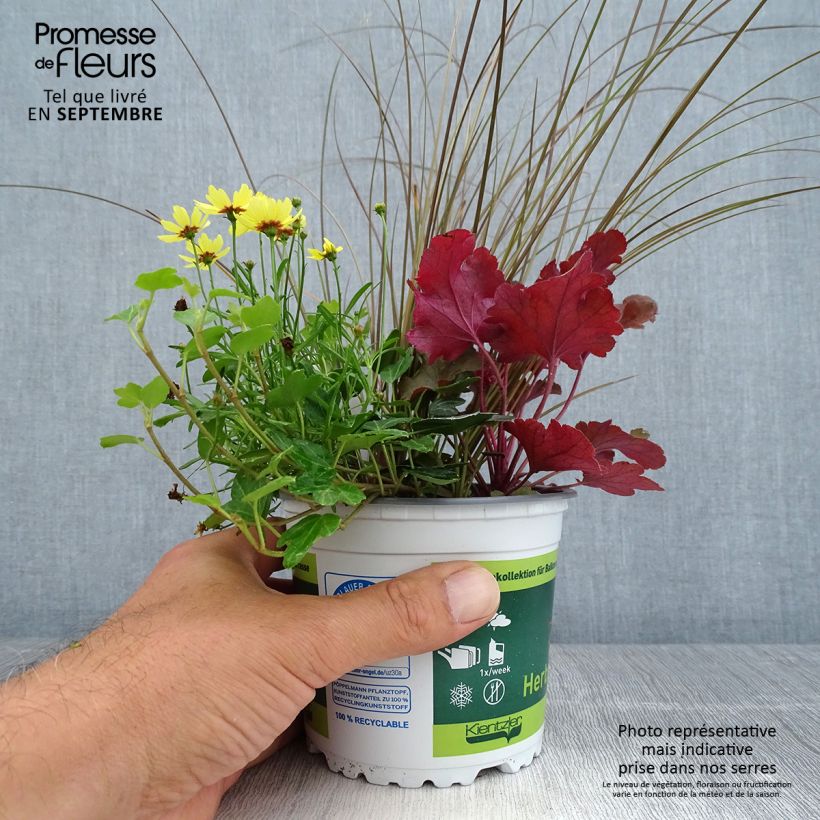 Exemplar von Freudevolle Komposition - Zusammensetzung aus 4 Pflanzen Topf 12 cm / 13 cm wie im Herbst geliefert