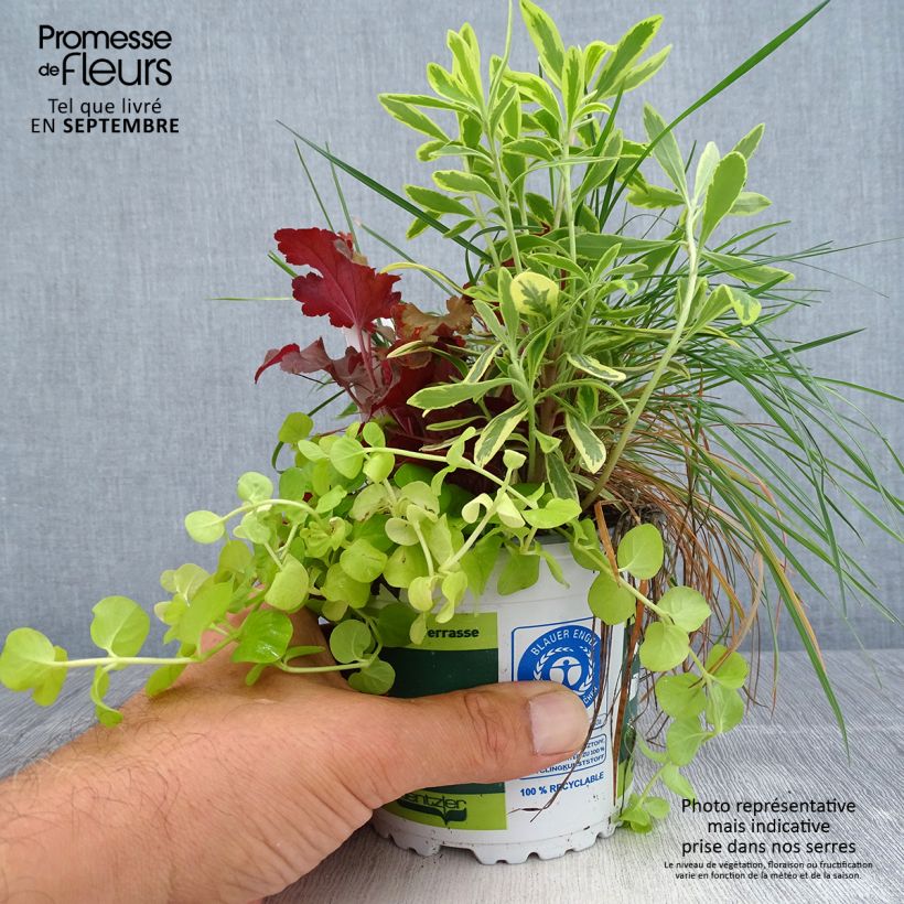 Exemplar von Herbstlicht-Komposition - Komposition aus 4 Pflanzen Topf 12 cm / 13 cm wie im Herbst geliefert