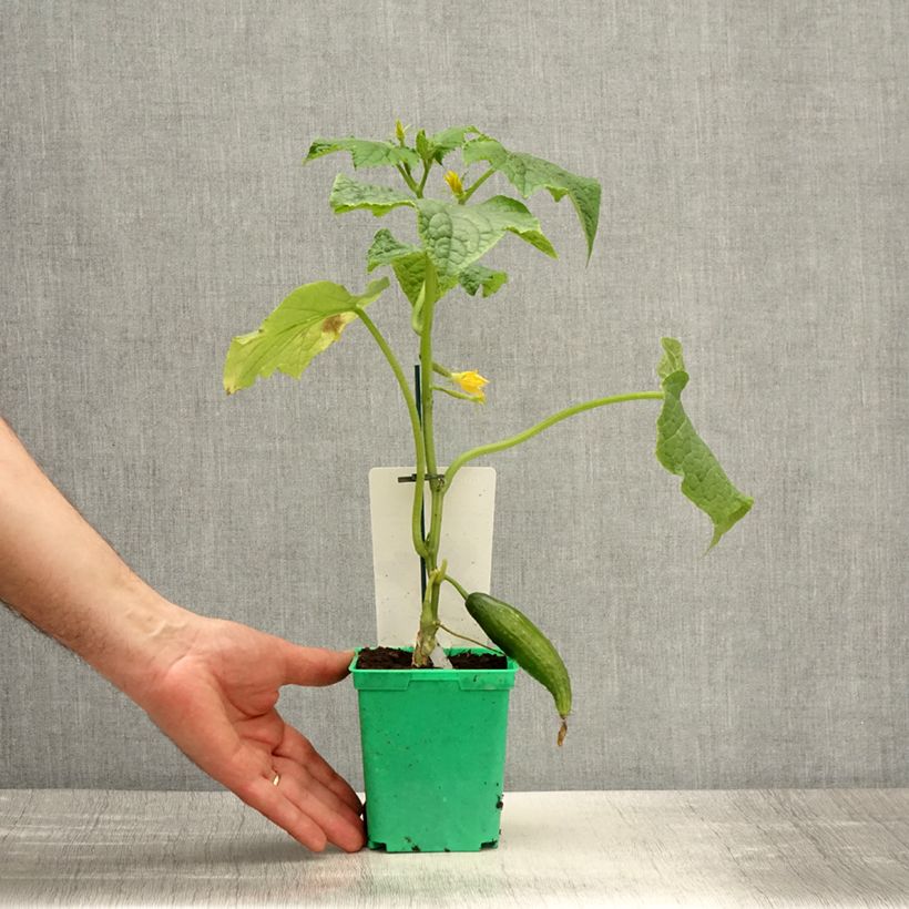 Exemplar von Veredelte Salat-Gurke Bella (Veredelt) Topf 10 cm/11cm wie im Frühjahr geliefert
