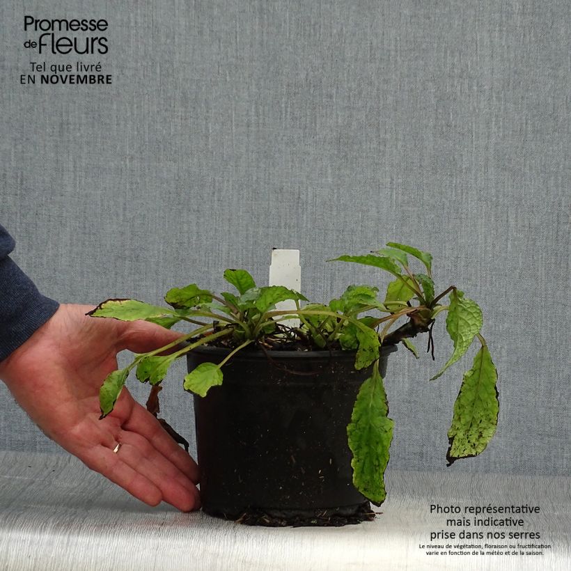 Exemplar von Kleiner Kaukasus-Beinwell - Symphytum grandiflorum Topf mit 2L/3L wie im Herbst geliefert