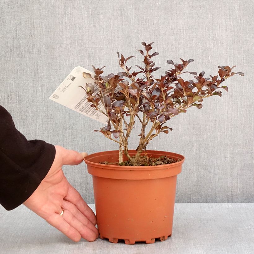 Exemplar von Coprosma Chocolate Soldier Topf mit 2L/3L wie im Winter geliefert