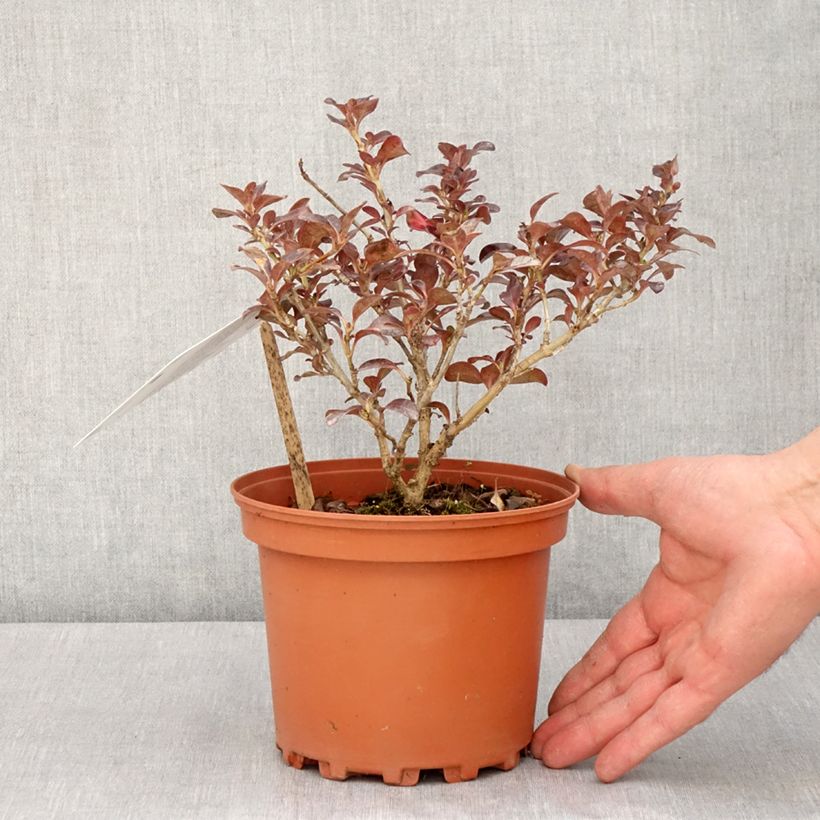 Exemplar von Coprosma Chocolate Soldier - Pot de 2L/3L wie im Frühjahr geliefert