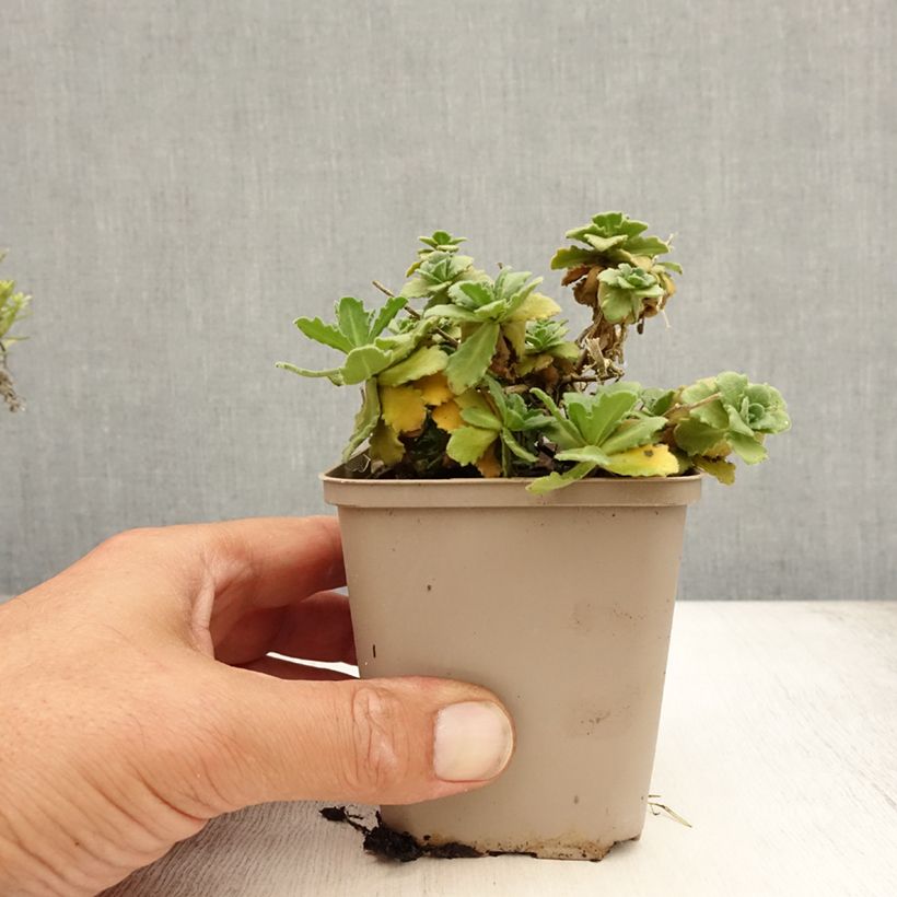 Exemplar von Arabis caucasica Bakkely - Kaukasische Gänsekresse Kleine Töpfe von 8/9 cm wie im Sommer geliefert
