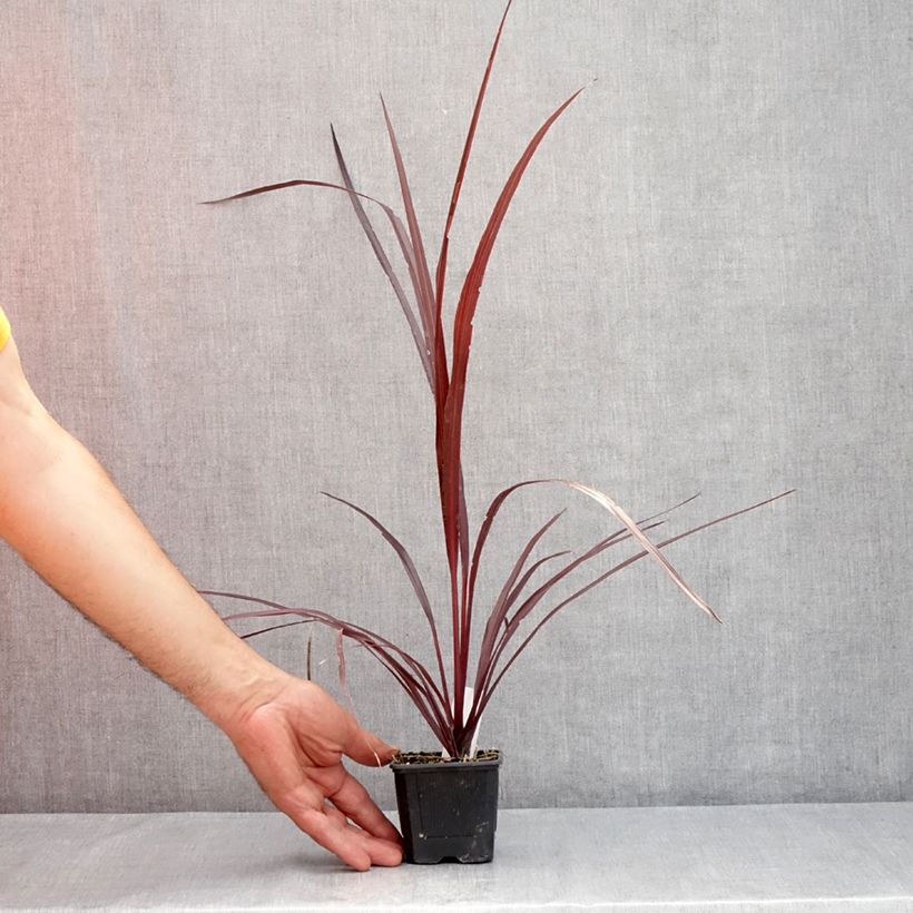 Exemplar von Cordyline australis Design a Line Burgundy - Keulenlilie Kleine Töpfe von 8/9 cm wie im Sommer geliefert