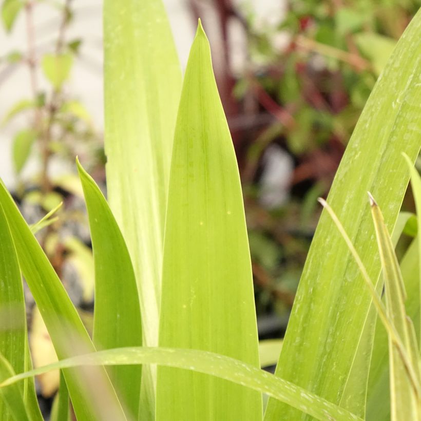 Cordyline australis Emerald Star - Keulenlilie (Laub)
