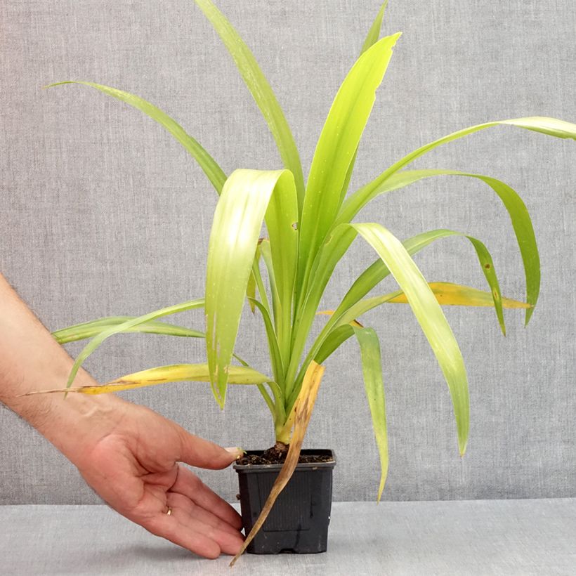 Exemplar von Cordyline australis Emerald Star - Keulenlilie Kleine Töpfe von 8/9 cm wie im Sommer geliefert